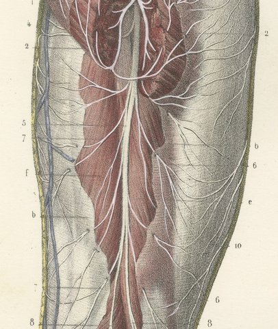 The Sciatic Nerve in the Thigh, Antique Hirschfeld Anatomy Print, 1866, view 4