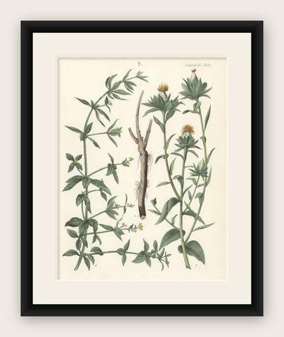 Hand-Colored Botanical Lithograph of Madder and Safflower, 1854, shown framed