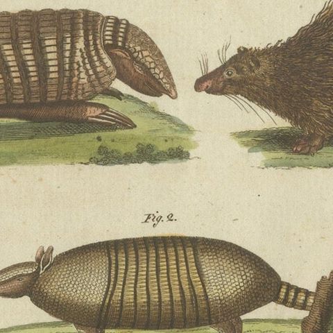 1805 Handcolored Engraving of Unique Mammals from Bertuch's "Bilderbuch", close-up 6