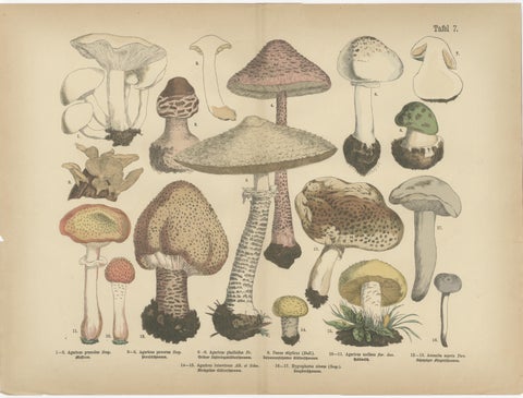 Parasol & Boletes Mushrooms, Antique Botanical Lithograph Set, 1885, view 2