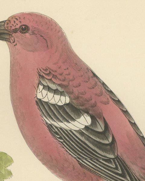 Two Barred Crossbill on a Leafy Branch, Morris Bird Plate, 1896, close-up 1