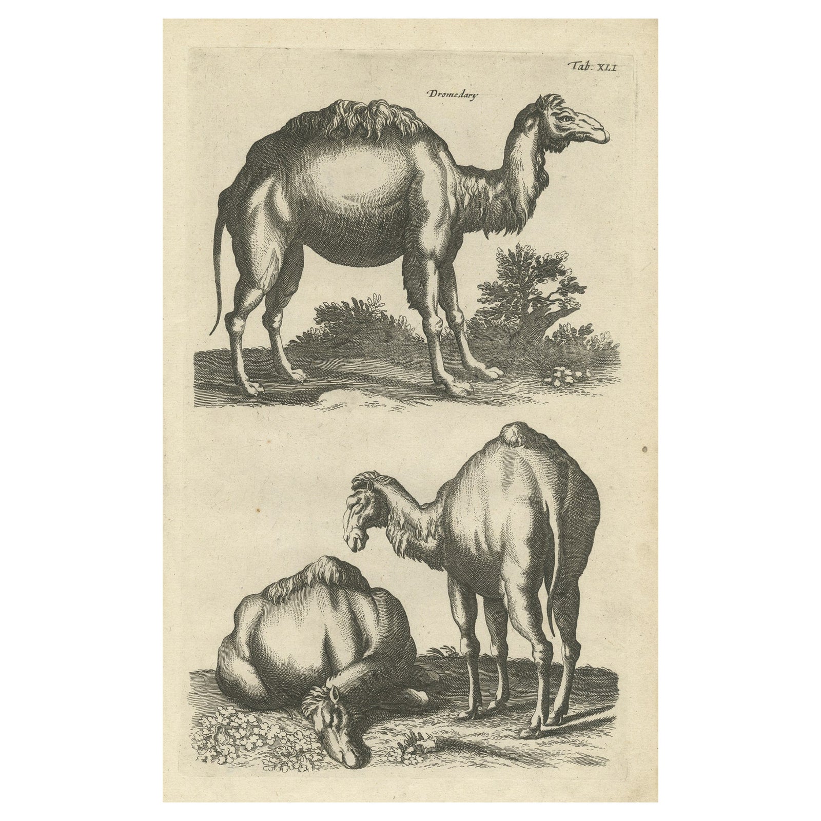 Rare Antique Engraving of a Dromedary, 1657