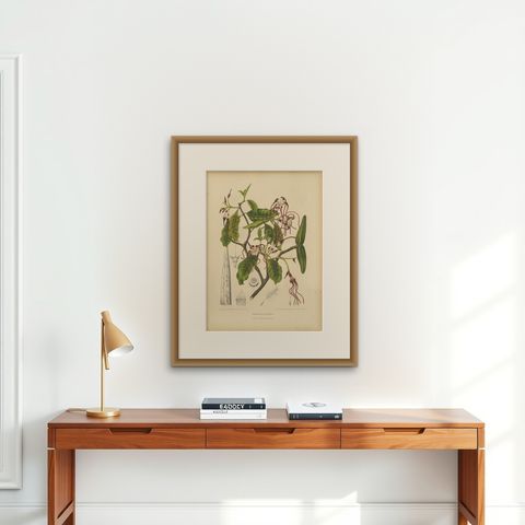 Original Antique Botanical Chromolithograph of Poison Arrow Vine, c.1880, shown framed on a wall