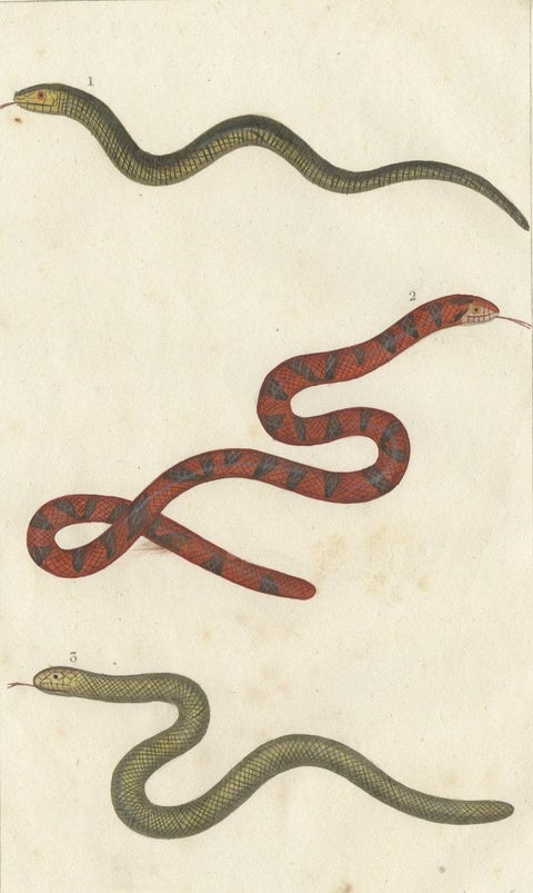 Antique Print of the Anguis Fragilis and Other Reptiles, c.1820, close-up 1