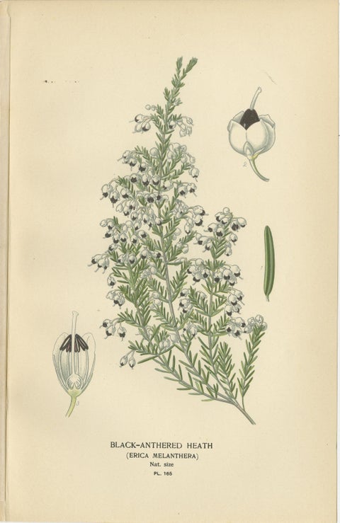 1897 Antique Botanical Prints, Azalea, Heath Varieties and Sea Lavender, view 2