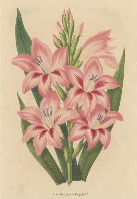 Antique Botany Print of a Pink Gladiolus Species '1848', view 2