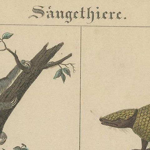 Antique Mammal Print of a Sloth, Armadillo and Leopard, 1831, close-up 1