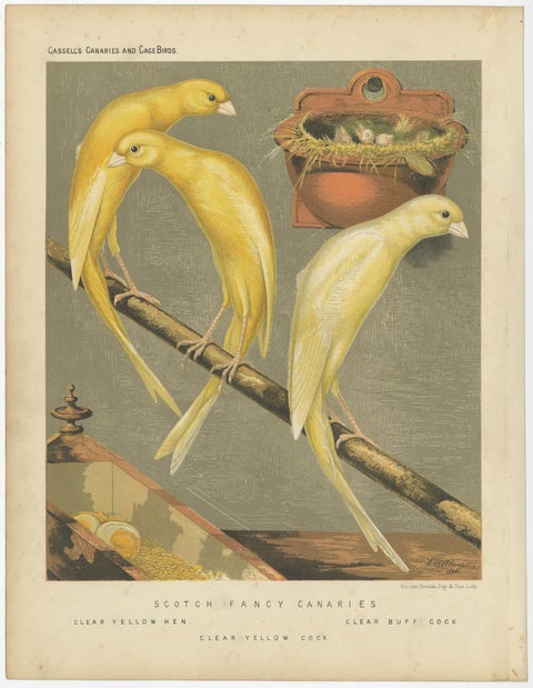 Antique Bird Print of the Scotch Fancy Canaries, Clear Yellow Hen and Others, view 4