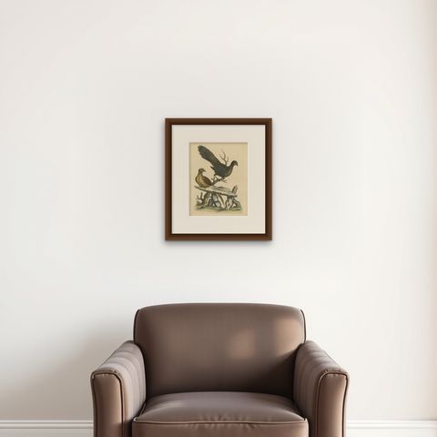 Grey Peacock-Pheasant Hen: A 1746 Engraving by George Edwards, shown framed on a wall