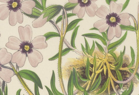 Moss Phlox and Greek Saffron Crocus hand coloured botanical print 1874, close-up 1