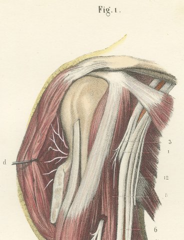 Deep Nerves of the Arm and Forearm, Antique Hirschfeld Anatomy Print, 1866, view 3