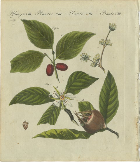 Medlar and Cornelian Cherry: Blossoms, Fruit, and Seeds, Bertuch, 1805, view 2