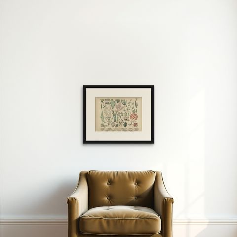 Antique Mushroom Plate, European Fungi Study, Botanical Lithograph 1885, shown framed on a wall