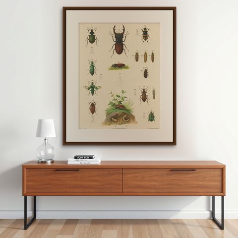 Large Antique Educational Poster of European Beetles and Larvae, c.1880, shown framed on a wall