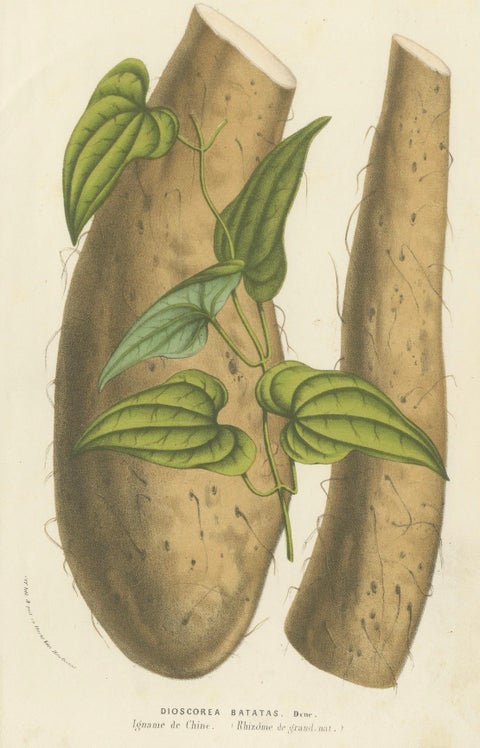 Botanical Illustration of Chinese Yam: Dioscorea Batatas, c.1855, close-up 4