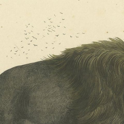 Der Bison (American Bison) - Hand-Colored Zoological Print, Circa 1840, close-up 5