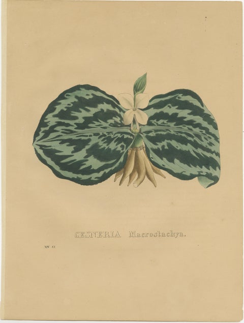 Antique Botanical Print of a Gesneria species, view 2
