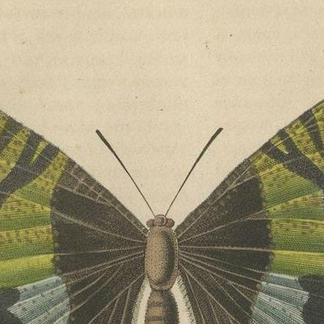 Transcending Time: Urania Prometheus, A Lepidopteral Legacy - Circa 1845, close-up 3