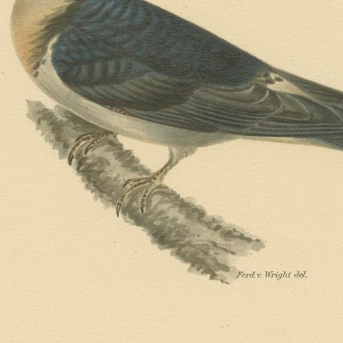Aerial Grace: The Barn Swallow Bird Print by Magnus von Wright, 1927, close-up 4