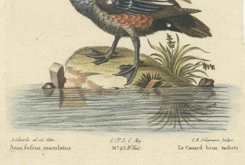 Hand-Colored Engraving of the Dark and Spotted Duck by Seligmann, ca.1770, close-up 1