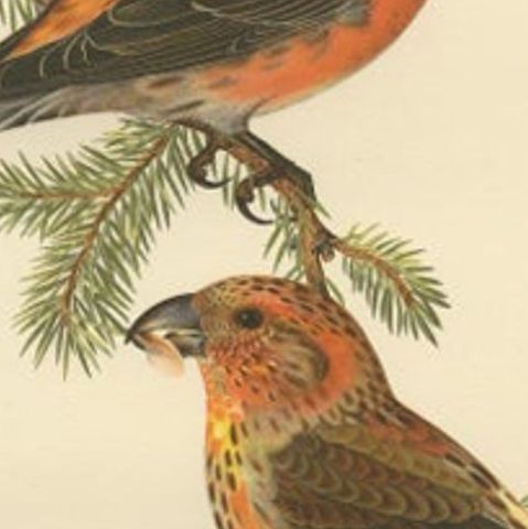 Antique Bird Print of The Red Crossbill by Von Wright, 1927, close-up 2