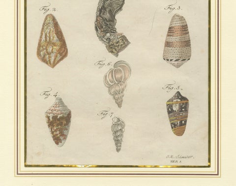Antique Exotic Seashells & Cone Shells Engraving, Bertuch, c.1800, close-up 6