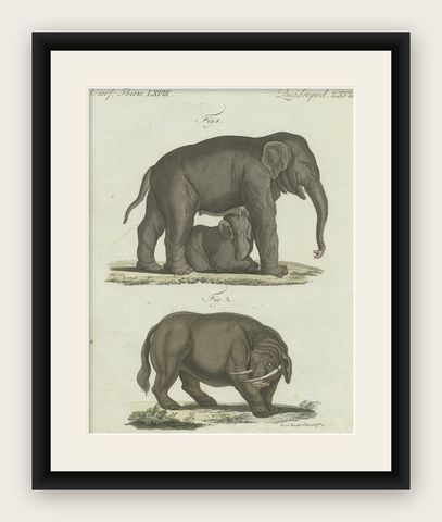 Rare 1802 Hand-Colored Print of Indian Elephants and Mythical Sukotyro, shown framed