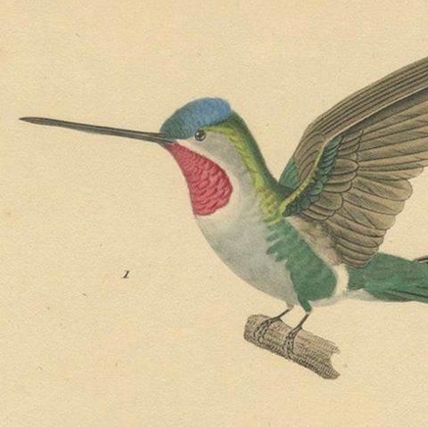 Ornithological Illustration of Hummingbirds by N.Huet and J.G.Prêtre, 1838, close-up 4