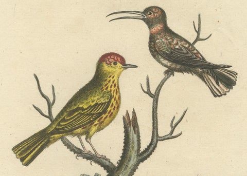 Red-Headed Yellow-Bodied Bird and White-Tailed Hummingbird: Hand-Coloured, 1773, close-up 3