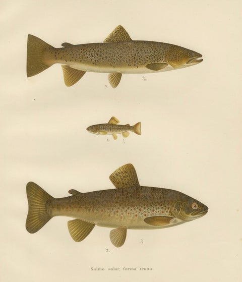 Brown Trout Diversity in Scandinavian Waters: Exquisite Lithograph, 1895, close-up 7
