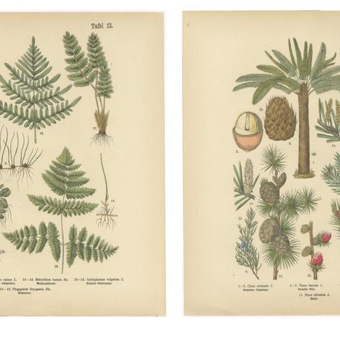 Antique German Botanical Atlas Plates, Tafel 13–14, Ferns & Conifers, 1885, close-up 1