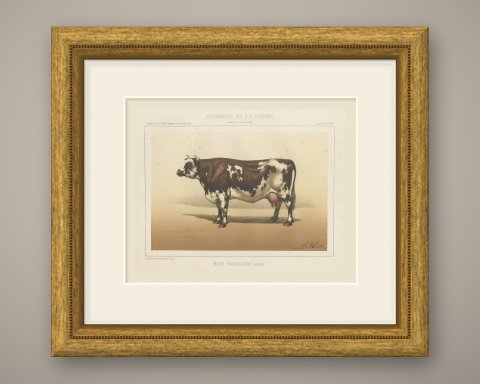 Normandy Cow, French Cattle Breed, Antique Chromolithograph by Borie, 1863, shown framed