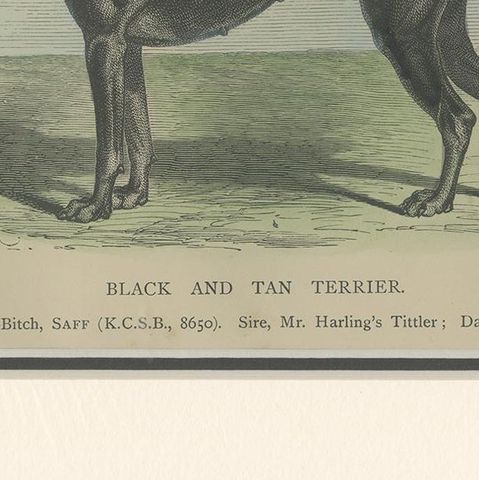 Antique Dog Print of a Black and Tan Terrier, circa 1890, close-up 2