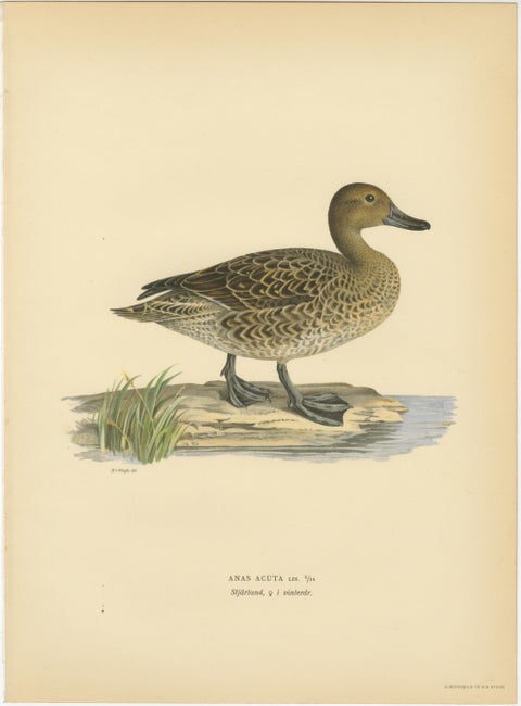 1929 Swedish Duck Lithographs Pair, Pintail & Pochard, view 2