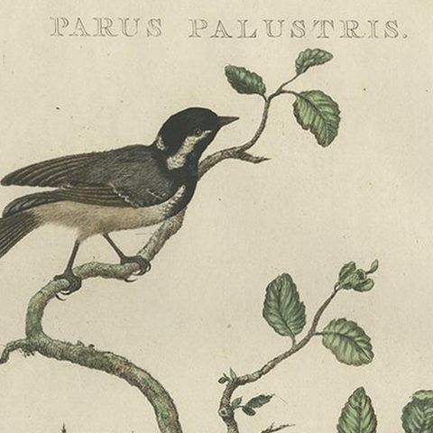 Rare 18th Century Bird Print, Marsh Tit and Nest Scene by Sepp & Nozeman, close-up 1