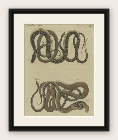 Hand-colored EngravingS of Five various Snakes, incl Dahl's Whip Snake, ca.1800, shown framed