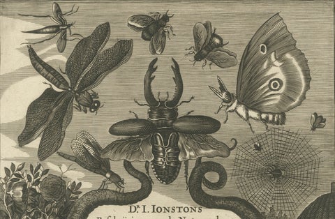 Natural History Title Page, Insects & Serpents, Jan Jonston, Amsterdam 1660, close-up 3
