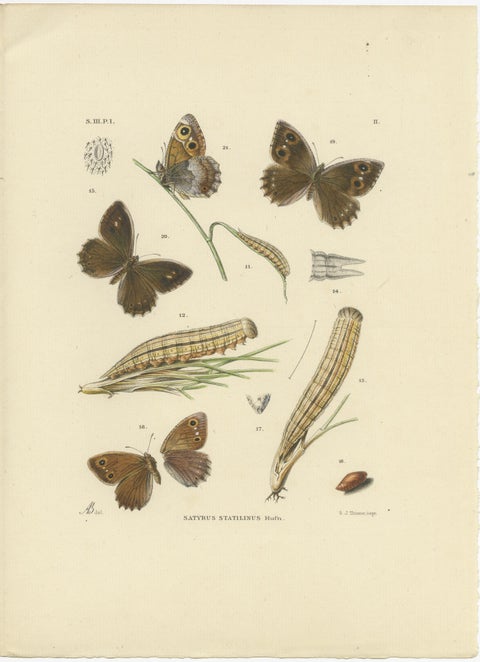 Antique Hand-Colored Satyrus Statilinus Butterfly Pair by Sepp & Brants, 1905, view 2