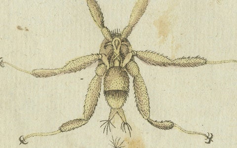 Mites and Spiders: Hand-Colored Engraving from Bertuch's Bilderbuch für Kinder, close-up 2