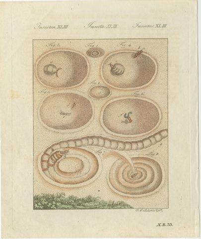 Insect Pit Traps in Sand, Antique Bertuch Print, circa 1805, view 2
