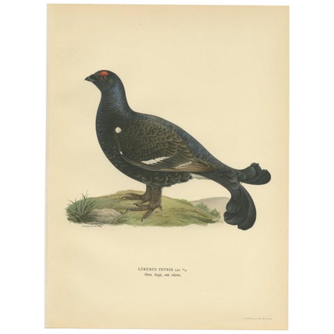Antique Bird Print of the Black Grouse by Von Wright, 1929