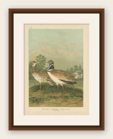 Antique Bird Print of the Little Bustard by Naumann, circa 1895, shown framed