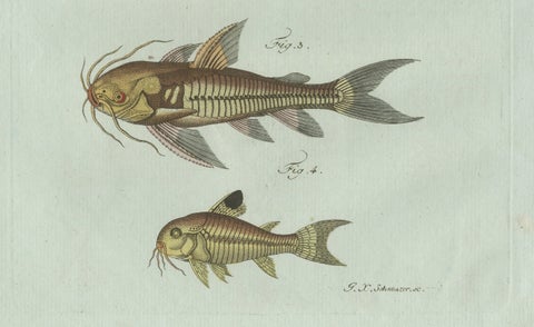 Original Antique Print of Gar and Exotic Armored Fish by Bertuch, c. 1800, close-up 6