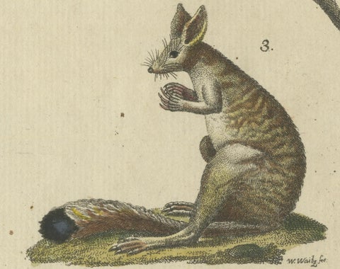 Antique Handcolored Engraving of Kangaroo, Jerboas, and Bilby, c.1800, close-up 1