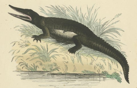 Der gemeine Kaiman (Common Caiman) - Hand-Colored Zoological Print, Circa 1840, close-up 4