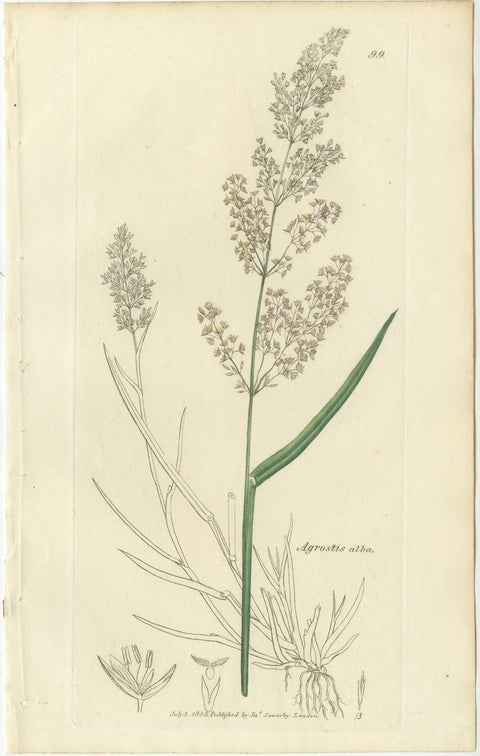 Eight Antique Botanical Engravings of Agrostis, Panicum & Setaria Grasses, 1830, view 4
