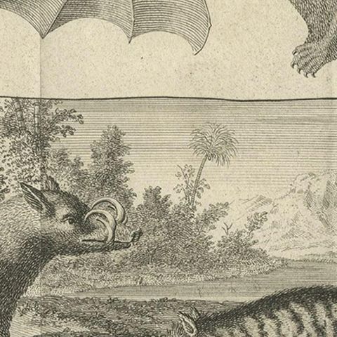 Rare Old Copper Engraved Print of a Flying Cat, a Pig, a Bat and Civet Cat, 1729, close-up 3