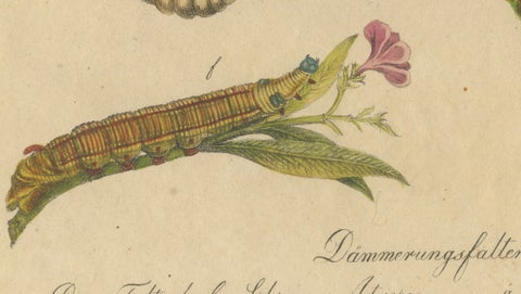 Death's-Head Hawkmoth and Caterpillars, Brodtmann Print, 1816, close-up 4