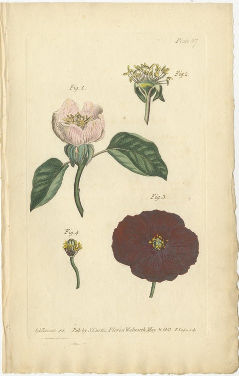 Antique Botanical Engraving of Apple Blossom and Mallow - 1803 Floral Print, view 2