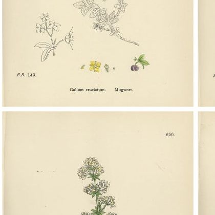 Antique Botanical Prints, Decorative Set of 10 Bedstraw Plant Engravings, 1902, close-up 2